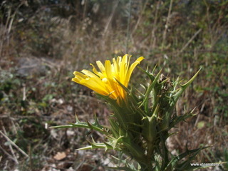 Grotta_Nicodemo - 30-09-2012 11-30-43.JPG